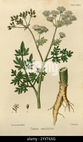 The, Flora, Homöopathica, London, Leath & Ross, 1852-1853, Botanik, Homöopathie, Bild, Werke, Konium, Maculatum, Botanik, medizinisch, Materia, medica, Gemüse, Materia, Medica und die Abbildung zeigt die Pflanze Conium maculatum, auch bekannt als Gifthemlock. Sie zeigt eine detaillierte Darstellung der gesamten Pflanze und hebt ihre zarten Blüten an der Spitze hervor, die in Clustern blühen. Die botanische Zeichnung enthält mehrere Blätter, die sich durch ihre fiederige, fein geteilte Struktur auszeichnen. Zusätzlich enthält die Darstellung eine Nahaufnahme der Frucht und des Dorfes Stockfoto