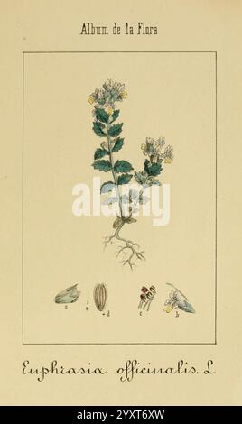 Album de la Flora médico-farmacéutica e Industrial, Indígena y exótica, Madrid, Impr. De la Galería literaria, 1862-64, Heilpflanzen, Bildwerke, Botanik, Economic, eine elegant illustrierte botanische Studie, die die Pflanze Euphrasia officinalis, allgemein bekannt als Augentrost, zeigt. Die detaillierte Darstellung zeigt den zarten Stamm der Pflanze, der mit kleinen weißen und gelben Blüten geschmückt ist und die natürliche Schönheit einfängt. Unter der Hauptabbildung enthalten beschriftete Skizzen zusätzliche Details, einschließlich Samen und Blütenstrukturen, die die botanischen Eigenschaften der Pflanze betonen. Der Titel „Alb Stockfoto