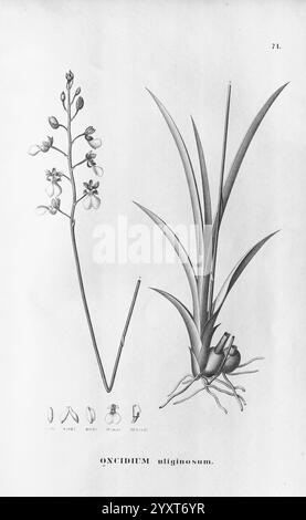 Flora brasiliensis, Enumeratio Plantarum in Brasilia Hactenus Detectarum. Monachii et Lipsiae [München & Leipzig], R. Oldenbourg, 1840-1906. Brasilien, Deutschland, Gravur, Botanik, 1840, Unfarbig, Botaniker, Pictorial Works, Graphic Media, diese elegante botanische Illustration zeigt das Oncidium ultiginosum, eine Orchideenart. Auf der linken Seite zeigt die detaillierte Darstellung des Blütenstiels zarte Blüten mit komplizierten Formen und Mustern. Jede Blume wird mit Sorgfalt dargestellt und unterstreicht die einzigartigen Eigenschaften der Gattung. Rechts die Darstellung der Blattstruktur der Pflanze Stockfoto