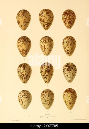 Eggs of British Birds, London, R.H. Porter, 1895-96. Großbritannien, Vögel, Eier, Nester, ausgezeichnet, Limicolae., Eine Ausstellung verschiedener Eier der Art Puffinus puffinus, die eine Reihe von Mustern und Texturen zeigt. Das Arrangement besteht aus zwölf Eiern, die jeweils einzigartig mit Flecken und Flecken in Braun- und Cremetönen gekennzeichnet sind. Jedes Ei ist nummeriert, um eine einfache Referenz zu ermöglichen, und sie werden in einem systematischen Rasterformat dargestellt, das ihre besonderen Merkmale hervorhebt. Diese Kollektion veranschaulicht die Vielfalt einer einzelnen Art und unterstreicht die Schönheit der natürlichen Variation Stockfoto