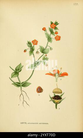 Billeder af Nordens Flora, København, G. E. C. Gad, 1901-1903 [d. h. 1907], Bildwerke, Pflanzen, Skandinavien, die Abbildung zeigt eine detaillierte botanische Darstellung der Anagallis arvensis, allgemein bekannt als scharlachrote Pimpernel. Die Pflanze ist mit ihren charakteristischen grünen Stielen und kleinen, leuchtend orange-roten Blüten zu sehen. Das Arrangement hebt sowohl die gesamte Pflanze mit ihren Blättern und Wurzeln als auch die einzelnen Blumenteile hervor und zeigt die Struktur der Blütenblätter und der Fortpflanzungsorgane. Daneben befinden sich beschriftete Abschnitte, die die spezifischen Merkmale der Blüte veranschaulichen, einschließlich Stockfoto