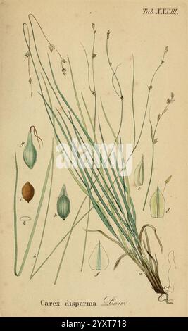 Supplemente zu Schkuhr's Riedgräsern (Carices), Leipzig, E. Fleischer, 1840-50, Carex, Cyperaceae, die Abbildung zeigt *Carex dispermum*, eine Seggenart. Er verfügt über einen langen, schlanken Stiel mit schmalen, bogenförmigen Blättern, die eine zarte Textur aufweisen. Zur Hauptpflanze gehören detaillierte botanische Zeichnungen verschiedener Teile, einschließlich der Frucht- und Blattformen. Jeder beschriftete Abschnitt weist auf wichtige Merkmale hin, die die Identifizierung dieser Anlage erleichtern. Das Gesamtlayout ist so strukturiert, dass die Details und Anatomie, die für die botanische Untersuchung von entscheidender Bedeutung sind, hervorgehoben werden. Stockfoto