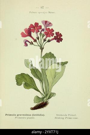 Alpen-Flora, Heidelberg, C. Winter, 1906, Alps, Bergpflanzen, Pictorial Works, Eine botanische Illustration, die Primula graveolens darstellt, allgemein bekannt als die stinkende Primrose. Das Kunstwerk zeigt zarte rosafarbene Blüten, die auf schlanken Stielen angeordnet sind, ergänzt durch breite, grüne Blätter an der Basis. Die komplizierten Details betonen die einzigartigen Merkmale der Pflanze, einschließlich des leuchtenden Farbtons der Blüte und der Textur des Laubs. Die Illustration wird durch Etiketten in englischer und deutscher Sprache ergänzt, die den wissenschaftlichen Namen und die gebräuchlichen Namen der Art sowie einen Höhenbereich von angeben Stockfoto