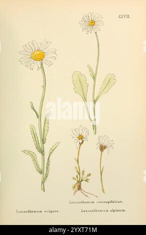 Blumen, von, Engadine, Winchester, gedruckt, für die, Author by, Warren und Sohn, 1891. engadin, Blumen, Bildwerke, Pflanzen, schweiz, die Abbildung zeigt drei verschiedene Arten der Gattung Leucanthemum, allgemein bekannt als Gänseblümchen. Auf der linken Seite ist Leucanthemum vulgare, gekennzeichnet durch seinen hohen Stiel und große, runde weiße Blütenblätter, die eine zentrale gelbe Scheibe umgeben. In der Mitte zeigt Leucanthemum coronopifolium eine gröbere Blattstruktur und eine kompaktere Form, die seine einzigartige Blattanordnung neben kleinen Blüten zeigt. Der kleinste rechts stellt Leucanthemu dar Stockfoto
