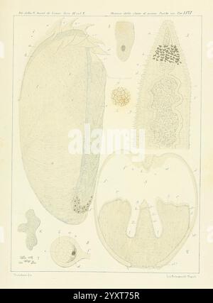 Æolididae, Familien, Hafen, Genua, Bologna, Gamberini, Parmeggiani, 1877-1881, Italien, Genua, Mollusken, Olividae, die Abbildung zeigt eine detaillierte wissenschaftliche Darstellung verschiedener Mikroorganismen und ihrer anatomischen Strukturen. In der Mitte ist ein großer, langgestreckter Organismus sichtbar, der möglicherweise eine Art Protozoen oder einzellige Kreatur darstellt, mit komplizierten Mustern und Texturen, die auf seiner Oberfläche sichtbar sind. Um diese zentrale Figur herum befinden sich kleinere Organismen und ihre charakteristischen Formen, einschließlich kugelförmiger und ovaler Formen, die jeweils als Referenz gekennzeichnet sind. Charakteristische Merkmale Stockfoto