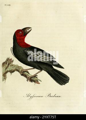 Eine allgemeine Geschichte der Vögel, Winchester England, gedruckt von Jacob und Johnson, für den Autor verkauft in London von G. und W.B. Whittaker [und 3 anderen], 1821-1828, Vögel, Bildwerke, Lybius rubrifacies, der rote Barbet, Eine auffällige Darstellung eines Vogels, der als Hesperian Barbarian bekannt ist, zeigt seinen leuchtenden roten Kopf und seinen kontrastierenden schwarzen Körper. Der Vogel, der anmutig auf einem Zweig thront, wird mit Liebe zum Detail dargestellt und hebt seine eleganten Federn und den unverwechselbaren Schnabel hervor. Der Hintergrund ist weich und dezent, sodass die komplizierten Merkmale des Vogels deutlich hervorstechen. Th Stockfoto