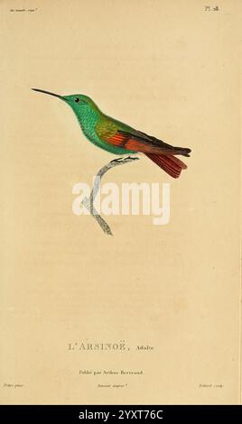 Histoire naturelle des colibris, Paris, Arthus Bertrand, 1830-1832. Kolibri, Pictorial Works, Eine lebendige Illustration eines Vogels, wissenschaftlich bekannt als L'Arsinoë, der anmutig auf einem schlanken Ast thront. Der Vogel zeigt eine auffällige Mischung aus grünem, orangenem und rotem Gefieder, was sein einzigartiges und farbenfrohes Aussehen unterstreicht. Ihr langgezogener Körper und die zarten Merkmale werden durch akribische Details unterstrichen, die das Wesen dieser Art einfangen. Die Abbildung wird durch eine Textbeschreibung ergänzt, die die Erwachsenenform und die Zuordnung des Verlegers zu Arthurs Bertrand angibt. Der Gesamtpreis Stockfoto