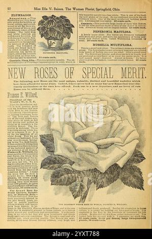 Verschönern Sie Ihre Häuser, Springfield, Ohio, Baines, [1918], Blumen, Rosen, Samen, Kataloge, Zierpflanzen, Blumenzwiebeln, Handelskataloge, Saatgutindustrie und -Handel, Gartengeschichten, die Seite zeigt eine elegante Illustration einer blühenden Rose, die ihre zarten Blütenblätter mit komplizierten Schattierungen und Details zeigt. Die Rose ist mit beschreibendem Text und dekorativen Verzierungen umgeben. Der Text behandelt verschiedene Arten von Rosen, die aufgrund ihrer einzigartigen und wertvollen Eigenschaften betrachtet werden, und betont die Bedeutung von Rosen für den Anbau und die Blumengestaltung. Das Layout kombiniert grafische Kunstfertigkeit mit Stockfoto