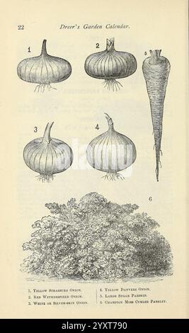 Dreers Gartenkalender, Philadelphia, Pa, Henry A. Dreer, 1884, Blumen, Gemüse, Gartenarbeit, Samen, Zwiebeln, Petersilie, Pastinaken, Kataloge, Gärtnerei, Henry A. Dreer Firma, Gartengeschichten, in Blüte, Internet-Ressource, die Illustration zeigt eine Vielzahl von Zwiebeln und einer Karotte, die in nummeriertem Format zur einfachen Referenz angeordnet sind. Jede Zwiebel wird in ihrer eigenen Form und Größe dargestellt, was sie hervorhebt Stockfoto