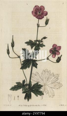 Geraniaceae, London, gedruckt für James Ridgway, Piccadilly, 1820-1830, 19. Jahrhundert, England, Gravuren, Geraniaceae, Geranien, Großbritannien, Handmalerei, Pictorial Works., Eine botanische Illustration mit einer blühenden Pflanze mit zarten rosa Blüten, die oben deutlich sichtbar sind. Die Pflanze zeichnet sich durch ihre charakteristischen gezackten Blätter und verzweigten Stämme aus. Unter den leuchtenden Blüten bieten detaillierte Skizzen der Fortpflanzungsteile der Pflanze, einschließlich Knospen und Blattumrissen, einen Einblick in ihre anatomischen Merkmale. Die Gesamtkomposition betont sowohl die Schönheit als auch die Komplexität Stockfoto