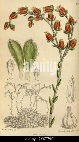 Curtis' botanisches Magazin, London, New York, botanische Illustration, Botanik, Zeitschriften, Bildwerke, Pflanzen ornamental, Curtis, Matilda Smith, David Prain, Frauen in der Wissenschaft, Echeveria setosa, mexikanischer Feuerwerkskörper, Echeveria setosa, saftig, Crassulaceae, Blüte, Blütenstände, Eine botanische Illustration, die eine blühende Pflanze zeigt, die sich durch leuchtend rote Knospen und zarte grüne Blätter auszeichnet. Das Bild zeigt die Pflanze in voller Blüte, mit einer detaillierten Darstellung ihres langen Stängels, der mit Blumenhaufen verziert ist. Die Hauptabbildung umgibt kleinere Darstellungen verschiedener Pläne Stockfoto