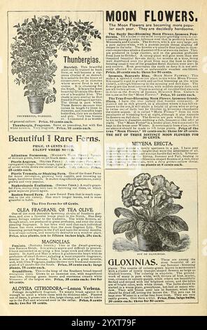 Die besten Häuser in Amerika Pflanzen meine Blumen, warum nicht? Springfield, Ohio Baines, 1899 Blumen Samen Kataloge Pflanzen Zierzwiebeln Pflanzen Handel Kataloge Saatgut Industrie und Handel Garten Geschichten in Bloom, eine illustrierte Seite mit einer Sammlung botanischer Informationen und Pflanzenbeschreibungen. Der obere Teil zeigt eine Pflanze namens „Thunbergia“, bekannt für ihre attraktiven Qualitäten und empfohlen für Gärten. Darunter befindet sich ein Abschnitt mit dem Titel „schöne und seltene Ferns“, in dem verschiedene Farnarten mit Namen, Preisen und Pflegeanweisungen aufgeführt sind. Weiter unten befindet sich die Seite mit Stockfoto