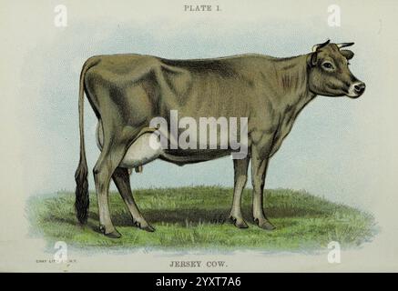 Biggle, Cow, Book, Philadelphia, W. Atkinson, 1898, c1897, Kühe, Bos taurus, Jersey Kuh, eine detaillierte Abbildung zeigt eine Jersey-Kuh, die für ihr markantes braunes Fell und ihr sanftes Auftreten bekannt ist. Die Kuh steht auf einem grasbewachsenen Feld und weist ihren gut proportionierten Körper und ihr markantes Euter auf, die für die Herstellung hochwertiger Milch bekannt sind. Die Illustration zeigt die anmutige Haltung des Tieres und seine subtilen Merkmale, darunter die großen Augen und die kleinen, geschwungenen Hörner, die die liebenswürdige Natur der Rasse widerspiegeln. Auf dem Etikett am unteren Rand wird sie als „Jersey Cow“ bezeichnet, was die Landwirtschaft hervorhebt Stockfoto