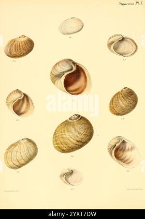 Conchologia Iconica oder Illustrationen of the Muscheln of Molluscan Animals London, Reeve, Brothers, 1843–1878. Mollusks, Pictorial Works, Muscheln, diese Illustration zeigt eine arrangierte Sammlung verschiedener Muschelexemplare, die alle sorgfältig detailliert sind, um ihre einzigartigen Formen und Texturen zu präsentieren. Die Form der Schalen reicht von glatten und symmetrischen bis hin zu komplizierteren Mustern, die ihre natürliche Schönheit hervorheben. Helle Töne betonen die zarten Linien und Konturen, während die nummerierten Etiketten jeder Schale entsprechen, was auf eine wissenschaftliche Klassifizierung hindeutet. Die Gesamtkomposition betont Stockfoto