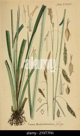 Supplemente zu Schkuhr's Riedgräsern (Carices), Leipzig, E. Fleischer, 1840-50, carex, cyperaceae, Eine botanische Illustration mit *Carex hochstetteriana*, die die Besonderheiten der Pflanze zeigt. Die Zusammensetzung enthält detaillierte Zeichnungen der Blätter, des Stammes, des Wurzelsystems und der Fortpflanzungsstrukturen wie Blüten und Samen. Es sind Etiketten vorhanden, die verschiedene Teile der Pflanze kennzeichnen und die Feinheiten ihrer Anatomie veranschaulichen. Die Pflanze zeichnet sich durch ihre langen, schmalen Blätter und Blütenstacheln aus, die typisch für die Seggenfamilie sind. Das Gesamtkonzept betont die ökologische Stockfoto