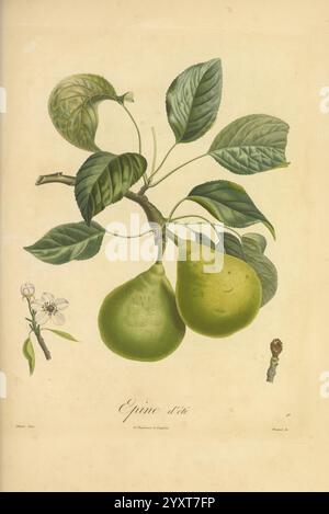 Pomologie francaise, Paris, Langlois et Leclercq, 1846, Arbres Fruitiers, Field Guides, Frankreich, Obstbäume, Obstkultur, Obst, Identifizierung, Pflanzen, Eine lebendige botanische Illustration mit einem Zweig des Birnenbaums Opine d’Anjou. Zwei unreife grüne Birnen hängen markant am Stiel, umgeben von üppigen, strukturierten Blättern. Auf der einen Seite stellen zarte weiße Blüten das Blütestadium des Baumes dar, während eine Blüte auf der anderen Seite auf das zukünftige Wachstum hinweist und die verschiedenen Lebensstadien des Birnenbaums veranschaulicht. Die detaillierte Darstellung unterstreicht die natürliche Schönheit und Komplexität Stockfoto