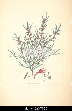 Farbige Stiche Heaths London Published Author Printed T. Bensley 1802-09 1830 England History Etching 19th Century Erica Ericaceae handkolorierte Botany 1802 Pictorial Works Graphic Media, Eine botanische Illustration, die eine detaillierte, verzweigte Pflanze mit schlanken, nadelförmigen Blättern und Häufchen kleiner, hellroter Blüten darstellt. Das zarte Arrangement zeigt die natürliche Krümmung der Stiele, während die Blüten einen lebhaften Kontrast zum Grün bilden. Unter der Hauptpflanze werden verschiedene zusätzliche Elemente präsentiert, darunter möglicherweise eine Blume, ein Blatt und stilistische Symbole, die suggerieren Stockfoto