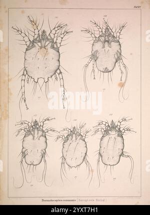 Die, Krätzmilben, der, Menschen, und, Thiere, Leipzig, Engelmann, 1861, Milben, diese Abbildung zeigt eine Reihe von komplizierten Diagrammen, die verschiedene Aspekte des Organismus Dermacentor variabilis darstellen, allgemein bekannt als die amerikanische Hundezecke. Die Bilder konzentrieren sich auf die anatomischen Strukturen der Kreatur und zeigen Aspekte wie die charakteristische Körperform, Beine und Mundteile. Jedes beschriftete Diagramm bietet eine andere Perspektive und zeigt die Morphologie der Zecke für wissenschaftliche Studien. Die Gesamtkomposition betont die Komplexität und Einzigartigkeit dieser Art und verstärkt die Untergründe des Betrachters Stockfoto