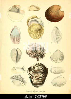 Conchylienbuch, oder, Allgemeine und besondere Naturgeschichte der Muscheln und Schnecken, Stuttgart, Verlag von Krais & Hoffmann, 1855, Mollusks, malerische Werke, eine Reihe kunstvoll illustrierter Muscheln, die eine Vielzahl von Formen, Größen und Texturen zeigen. Die Sammlung umfasst verschiedene Arten, wie z. B. Biventilen und Gastropoden, die jeweils mit entsprechenden Nummern zur Identifizierung gekennzeichnet sind. Die detaillierten Abbildungen heben die einzigartigen Muster und Strukturmerkmale der Schalen hervor. Einige sind glatt und abgerundet, andere zeigen kunstvolle Designs, die einen Einblick in die Vielfalt von bieten Stockfoto