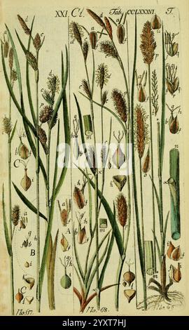 Beschreibung und Abbildung der theils bekannten, theils noch nicht beschriebenen Arten von Riedgräsern, Wittenberg, 1801-1806. Carex, Cyperaceae, diese komplizierte Illustration zeigt eine Vielzahl von Pflanzenarten, die ihre unterschiedlichen Blumenstrukturen und Wachstumsmuster zeigen. Die Komposition umfasst längliche grasartige Blätter, detaillierte Darstellungen von Blütenständen in verschiedenen Entwicklungsstadien und markierte anatomische Teile wie Röschen und Samen. Jedes Exemplar ist sorgfältig mit Buchstaben beschriftet, die spezifische Merkmale hervorheben und zu einem pädagogischen Verständnis der Pflanze beitragen Stockfoto