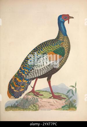 Illustrationen, von, amerikanisch, Ornithologie, Alexander, Wilson und Charles, Lucian, Bonaparte, Edinburgh, Frazer, &, Co, 1835, Birds, Vereinigte Staaten, Nordamerika, Bilder, Werke, Eine lebendige und detailreiche Darstellung eines Pfauens steht in einer natürlichen Umgebung. Der Pfau zeigt eine Reihe atemberaubender Farben auf seinem Gefieder, mit schillernden Grün-, Blau- und Goldtönen, die das Licht einfangen. Der Kopf hat eine auffällige blaue Krone, ergänzt durch ein rotes Gesichtswappen und hellgelbe Augen. Der lange, fließende Schwanz des Vogels zeigt ein exquisites Muster von e Stockfoto