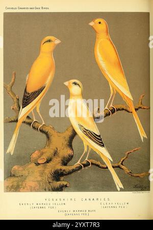 Das illustrierte Buch von Kanaren und Käfigvögeln, britisch und fremd, Petter, Galpin & Co, [1878?] Cage Birds Canaries Museum of Comparative Zoology Birds Ornithology: Drei Kanarienvögel aus Yorkshire stehen auf einem verdrehten Zweig und zeigen ihr lebendiges Gefieder. Die Kanarienvögel sind farblich ausgeprägt: Eine weist einen gleichmäßigen Gelbton auf, eine andere glänzt in einem klaren Gelbton und die dritte weist einen gleichmäßigen Buff-Ton auf. Ihre eleganten Haltungen und die komplizierten Details ihrer Federn unterstreichen die Schönheit dieser Vögel. Unter ihnen ist der Titel „Yorkshire Canaries“ el Stockfoto