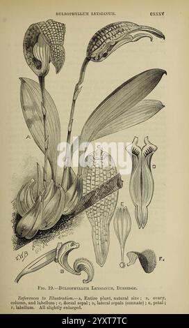 Journal of the Royal Horticultural Society of London, London, gedruckt für die Royal Horticultural Society von Spottiswoode & Co. Botanik, Obstkultur, Gartenbau, Zeitschriften, Gesellschaften, Tuinbouw, Tuinen, Tuinieren, eine Illustration des Bulbophyllum leysianum, einer faszinierenden Orchideenart. Das Bildmaterial erfasst die komplizierten Details der Struktur der Anlage und hebt mehrere wichtige Merkmale hervor Stockfoto