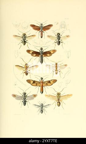 Thesaurus entomologicus Oxoniensis, Oxford, bei der Clarendon Press, 1874, Insekten, Identifizierung, Arthropoda, Entomologie, Klassifizierung, Arthropoden, Eine Sammlung aufwändig detaillierter Illustrationen, die verschiedene Arten von Bienen und Wespen zeigen. Das Arrangement umfasst ein Spektrum von Körperformen und -Größen, die charakteristische Merkmale wie Muster auf ihren Flügeln und Körperstrukturen hervorheben. Jedes Insekt wird präzise präsentiert, wobei Unterschiede in der Färbung, Markierung und anatomischen Merkmalen hervorgehoben werden. Begleitende Linien und Skizzen um einige Arten bieten zusätzlichen Kontext, po Stockfoto