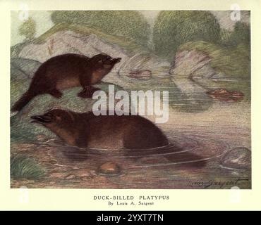 Die wilden Tiere der Welt, London, [1909?] Platypus, Zoologie, Tierverhalten Ornithorhynchus anatinus, Louis Augustus Sargent, die Szene zeigt zwei Platypus in einer ruhigen aquatischen Umgebung. Ein Platypus schwimmt spielerisch im Wasser und zeigt seine unverwechselbaren Eigenschaften wie den Entenschnabel und die Füße mit Websteinen. Der andere befindet sich am Ufer und beobachtet scheinbar neugierig seine Umgebung. Die Kulisse bietet weiches, fließendes Wasser und üppiges Grün, was einen ruhigen und natürlichen Lebensraum für diese einzigartigen Säugetiere schafft. Die Gesamtkomposition fängt den Charme und die Intrige ein Stockfoto