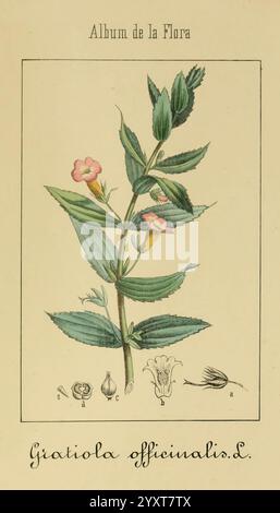 Album de la Flora médico-farmacéutica e Industrial, Indígena y exótica, Madrid, Impr. De la Galería literaria, 1862-64, Heilpflanzen, Bildwerke, Botanik, wirtschaftlich, eine Illustration zeigt eine botanische Studie der Pflanze Giatola officinalis L. die Zeichnung zeigt den Stamm und die Blätter der Pflanze im Detail, mit zarten rosa Blüten an der Spitze. Um die Hauptdarstellung herum befinden sich kleinere Skizzen, die verschiedene Teile der Pflanze zeigen, einschließlich ihrer Blüten- und Fortpflanzungsstrukturen. Der Titel „Album de la Flora“ ist oben eingeschrieben, was einen Fokus auf die dargestellte Flora zeigt. Die Stockfoto