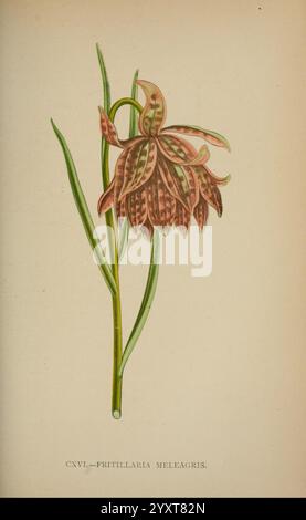 Die Flora der Alpen, London, J. C. Nimmo, 1896-1900, alps, Blumen, Bergpflanzen, Pflanzen, Schweiz. Eine wunderschön illustrierte Darstellung von Fritillaria meleagris, allgemein bekannt als der Schlangenkopf Fritillary. Diese blühende Pflanze hat eine charakteristische nickende Glockenblume mit komplizierten Mustern, die einem karierten oder Schlangenmuster ähneln. Die Blütenblätter sind mit einer Mischung aus tiefem Lila und weiß verziert, die das exotische Aussehen der Pflanze unterstreicht. Aus schlanken grünen Stämmen ragen die langen Blätter anmutig um die Blüte und tragen zu ihrer zarten Eleganz bei. Diese botanische Illustration Stockfoto