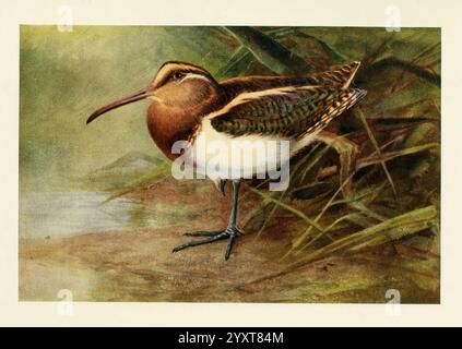 Ägyptisch, Vögel, zum größten Teil im Niltal, London, 1909, Vögel, Ägypten, Rostratula benghalensis, Rynchaea capensis, Eine detaillierte Darstellung eines Küstenvogels, der sich durch seinen langen, schlanken Schnabel und sein unverwechselbares Gefieder auszeichnet. Der Vogel ist auf dem Ufer eines Wassers zu sehen, umgeben von üppiger Vegetation. Die Federn zeigen eine Mischung aus sattem Braun und Grün, ergänzt durch markante Muster auf den Flügeln und dem Rücken. Die Umgebung betont einen ruhigen natürlichen Lebensraum, der ein Gefühl der Ruhe und Verbindung mit der Tierwelt weckt. Stockfoto