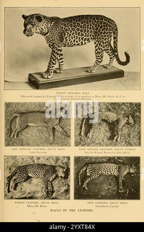 Lebensgeschichten afrikanischer Wildtiere, New York, C. Scribner's Sons, 1914, Africa, Ost, Leopard, Säugetiere, Afrikanischer Leopard, Felidae, Panthera pardus, Panthera pardus pardus, Eine detaillierte Darstellung verschiedener Leoparden-Unterarten. Auf der Spitze fängt ein lebensgroßes Modell eines WaldLeoparden, speziell eines Mannes, die Aufmerksamkeit des Betrachters mit seinem markanten Fellmuster und seiner wachsamen Haltung auf. Unterhalb des Modells zeigen Bilder verschiedene Leoparden-Unterarten: Den Ostafrikanischen Leoparden, der in männlichen und weiblichen Formen präsentiert wird und Unterschiede in Größe und Fellvariationen zeigt; den WaldLeoparden, A Stockfoto