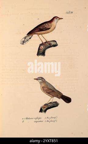 Atlas zu der Reise im nördlichen Afrika, Frankfurt am Main, Gedruckt und in Commission bei Heinr. Ludw. Brönner, 1826-1828, Rotes Meer, Fische, Zoologie, Meerestiere, Afrika Nord, die Abbildung zeigt zwei unterschiedliche Vogelarten, die auf Ästen thronen. Der obere Teil zeigt einen Vogel, der sich durch sein lebhaftes Gefieder auszeichnet und eine Mischung aus braunen und weißen Tönen mit deutlichen Markierungen auf den Flügeln zeigt. Seine Haltung ist aufrecht, zeigt einen scharfen Schnabel und einen aufmerksamen Ausdruck. Stockfoto