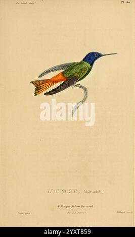 Histoire naturelle des colibris Paris Arthus Bertrand 1830-1832 Kolibris Bildwerke, diese Illustration zeigt eine lebendige Darstellung eines erwachsenen männlichen Kolibris, bekannt als ''L'Enon''. Der Vogel wird in der Mitte des Fluges gefangen und zeigt sein schillerndes grünes Gefieder auf Kopf und Oberkörper, das in markantes Orange auf den Schwanzfedern übergeht. Seine zarten Flügel sind balanciert, was die Anmut dieser Art unterstreicht. Die detailreiche Darstellung betont die komplizierten Muster der Federn, während der schlanke, geschwungene Schnabel für den Zugang zu Nektar konzipiert ist. Dieses Bildmaterial spiegelt beide Be wider Stockfoto