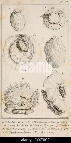 Le règne Animal distribué d'après son Organisation, A Paris, Chez Déterville, 1817, Anatomie, Tiere, Klassifizierung, Naturgeschichte, Zoologie, diese Illustration zeigt eine Reihe detaillierter Darstellungen verschiedener Muschelarten. Jede nummerierte Abbildung zeigt unterschiedliche Merkmale Stockfoto