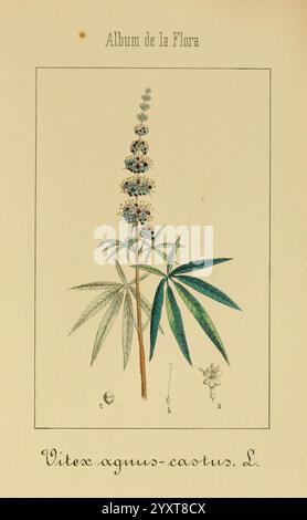 Album de la Flora médico-farmacéutica é Industrial, Indígena y exótica, Madrid, Impr. De la Galeria literaria, 1862-64, Heilpflanzen, Bildwerke, Botanik, die Illustration zeigt die Pflanze Vitex agnus-castus, die auch als der keusche Baum oder vitex bekannt ist. Es zeigt lange Gruppen von kleinen, zarten Blüten, die entlang eines Stachels angeordnet sind, wobei die Blüten in Blau- und Weißtönen dargestellt sind. Die Blätter bestehen aus fünf bis sieben spitzen Lappen, die sich durch ihre dunkelgrüne Färbung und gezackte Kanten auszeichnen. Eine kleinere Darstellung der Frucht- und Blumenverzierung Stockfoto