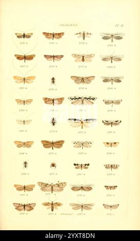 Index, Entomologicus, London, William Wood, 1839, Schmetterlinge, Klassifizierung, Großbritannien, Identifizierung, Schmetterlinge, diese detaillierte Illustration zeigt eine Sammlung verschiedener Falter und Schmetterlinge, die in einem Gitterformat organisiert sind. Jede Probe ist mit einer entsprechenden Identifikationsnummer versehen, die als informative Referenz für Entomologen und Enthusiasten dient. Die Insekten zeigen eine breite Palette von Flügelmustern und -Farben, die die Vielfalt innerhalb der Lepidopterenordnung widerspiegeln. Das Arrangement betont sowohl die natürliche Schönheit als auch die komplizierten Details der Art, hig Stockfoto