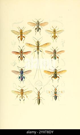 Thesaurus entomologicus Oxoniensis, Oxford, bei der Clarendon Press, 1874. Insekten, Identifizierung, Arthropoda, Entomologie, Klassifizierung, Arthropod, Eine detaillierte Illustration, die eine Vielzahl von Insekten zeigt, die sich hauptsächlich auf verschiedene Arten von Bienen und Wespen konzentrieren. Das Arrangement hebt sowohl die Farbenvielfalt als auch die strukturellen Unterschiede der Kreaturen hervor und zeigt komplizierte Details wie Flügelmuster, Körpersegmente und Anhängsel. Einige Exemplare zeigen leuchtende Gelb-, Grün- und Blautöne, während andere eher dezent wirken. Der Hintergrund enthält eine schwache Sketc Stockfoto