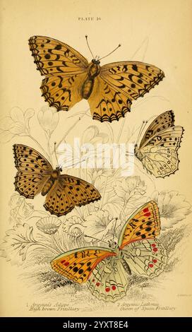 Die, natürliche, Geschichte, von, Briten, Schmetterlinge, Dublin, S. Highley, 1840., die Illustration zeigt eine Reihe aufwendig gestalteter Schmetterlinge, die jeweils einzigartige Muster und Farben zeigen. Hervorzuheben sind die lebendigen Flügel des Argynnis Apollo, erkennbar an seinen markanten orangefarbenen und schwarzen Markierungen. Um sie herum sind andere Schmetterlingsarten, die gleichermaßen mit markanten und ausgeklügelten Farbmustern geschmückt sind, die die Schönheit ihrer Flügel hervorheben. Der Hintergrund enthält zarte florale Elemente, die die Gesamtkomposition verbessern und den natürlichen Lebensraum dieser eleganten in betonen Stockfoto