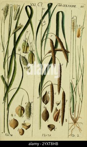 Beschreibung, und, Abbildung, der, theils, bekannte, theils, noch, nicht, beschrieben, Arten, von, Riedgräsern, Wittenberg, 1801-1806, Carex, Cyperaceae, die Illustration zeigt eine detaillierte botanische Untersuchung verschiedener Grasarten und ihrer Besonderheiten. Es enthält beschriftete Abschnitte, die verschiedene Pflanzenteile hervorheben, wie Klingen, Samenköpfe und Wurzeln. Jede Probe wird akribisch gerendert, um Einblicke in ihre Morphologie zu erhalten. Die Anordnung ist in nummerierte Zeilen gegliedert, wobei Beschriftungen auf bestimmte Elemente wie Blumen, Samen und Laub hinweisen. Dies ist illus Stockfoto