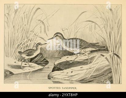 Gefiedertes Spiel des Nordostens, New York, T.Y. Crowell & Co. 1907, gefleckter Sandpiper, Actitis macularius, Wild- und Wildvögel, Eine ruhige Szene mit zwei gefleckten Sandpipern in der Nähe eines ruhigen Gewässers, umgeben von hohen Gräsern. Der größere Vogel, gekennzeichnet durch seine gesprenkelten Federn und markanten Stellen, steht auf einem Felsen, während ein kleinerer Sandpiper sich merkwürdig nähert. Die feinen Details erfassen die Texturen der Federn und die natürliche Umgebung und heben das Zusammenspiel zwischen den Vögeln und ihrem Lebensraum in einem Moment der ruhigen Beobachtung hervor. Stockfoto