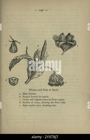 London F. warne 1895 Großbritannien Wildblumenidentifikation Botany Fagus sylvatica, die Abbildung zeigt verschiedene Aspekte der Fortpflanzungsstrukturen und Früchte der Buche. Es umfasst gekennzeichnete Komponenten Stockfoto