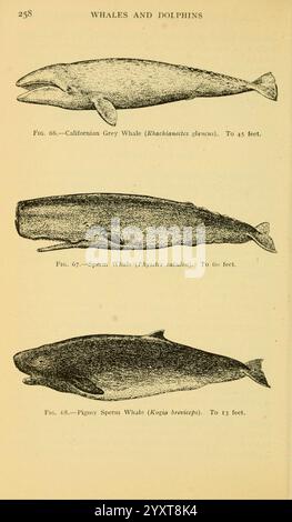 Feldbuch der Riesenfische, New York, G. P. 1949, Wale, Woods Hole, Fishes, Eschrichtius robustus, Physeter, Kogia breviceps, eine illustrierte Darstellung von drei verschiedenen Walarten. An der Spitze ist der kalifornische Grauwal, wissenschaftlich bekannt als *Eschrichtius robustus*, vertreten, der typischerweise eine Länge von bis zu 45 Fuß erreicht. In der Mitte ist der Pottwal *Physeter macrocephalus* dargestellt, der sich durch seinen markanten großen Kopf und eine Größe von bis zu 60 Fuß auszeichnet. Schließlich ist der Pigmy Pottwal, *Kogia breviceps*, unten zu sehen, der für seine s bekannt ist Stockfoto
