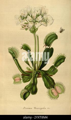 Flore des serres et des jardins de l’Europe A Gand, chez Louis van Houtte, éditeur, 1845–1880, zeigt diese Illustration eine Venus-Fliegenfalle (Dionaea muscipula), eine auffällige fleischfressende Pflanze, die für ihren einzigartigen Fangantrieb bekannt ist. Die Pflanze hat längliche, schlanke grüne Blätter, die in Kiefer-ähnlichen Lappen enden, die mit spitzen Zähnen an den Rändern verziert sind. Jeder Lappen kann schließen, um ahnungslose Insekten zu fangen, die sowohl durch geöffnete als auch geschlossene Fallen hervorgehoben werden. Über den Lappen blühen zarte weiße Blüten, die diesem faszinierenden Organismus einen Hauch von Schönheit verleihen. Ein kleines Insekt ist Depi Stockfoto