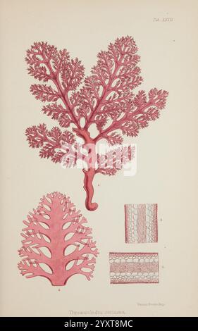 Nereis australis, Algen des südlichen Ozeans, London, Reeve Brothers, 1847-1849, Algen, Indischer Ozean, Antarktis, Pazifik, Algen, Museum Victoria, Meeresalgen, Thyrsophoraceae, William Henry Harvey, Künstler , Marine Biodiversität, das Bild zeigt eine komplizierte Darstellung verschiedener Formen von Meeresalgen, insbesondere der Art Thysanosiphon anastomosans. Der zentrale Schwerpunkt ist eine detaillierte Darstellung des Wedes, die durch seine aufwändigen Verzweigungsmuster gekennzeichnet ist, die einem Baum mit fein geteilten blattartigen Strukturen ähneln. Die Umgebung dieser Hauptdarstellung ist kleiner Stockfoto