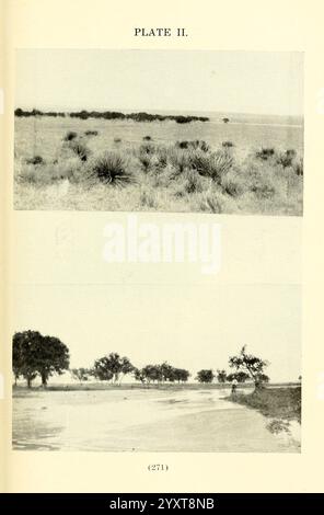 Die Biologie und Ökologie der aquatischen und halbaquatischen Hemiptera Lawrence, Kan, 1919 Hemiptera Aquatic Bugs, der obere Abschnitt zeigt eine weite Fläche von offenem Land, gekennzeichnet durch dünne Vegetation, hauptsächlich bestehend aus niedrigen, buschigen Pflanzen und Gräsern. Der Horizont reicht weit in die Ferne, wo das Land in den Himmel trifft, was auf ein abgelegenes und unerschlossenes Gebiet hindeutet. Stockfoto