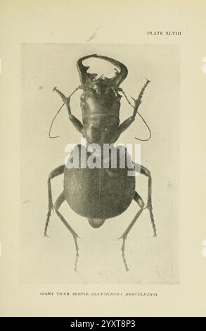 Insecte Life London A. & C. Black ltd. 1921 Handbücher zur Entomologie Arthropoda Arthropoda Arthropod Mantichora herculeana, Eine detaillierte Illustration des Riesentigerkäfers, wissenschaftlich Maytichora herculea genannt. Dieses auffällige Exemplar zeigt seine besonderen Merkmale, einschließlich eines robusten, langgestreckten Körpers und komplizierter Muster auf seinem Exoskelett. Hervorstehende Unterkiefer sind zu sehen, was seine räuberische Natur unterstreicht. Die Positionierung betont die segmentierten Antennen und die Textur ihrer Beine, was zu ihren charakteristischen Eigenschaften innerhalb der Käferfamilie beiträgt. Diese Art ist bekannt für ihre Impressi Stockfoto