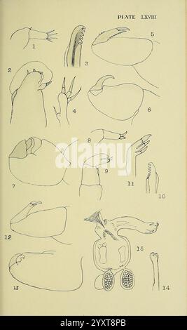 The British Parasitic Copepoda London druckte für die Ray Society 1913 Great Britain Parasites Fishes Crustacea Copepoda, Eine Sammlung detaillierter Illustrationen, die verschiedene Exemplare von Klauen und Anhängen darstellen. Jede Figur ist nummeriert und zeigt verschiedene Merkmale, einschließlich Variationen in Form, Größe und Struktur. Die Abbildungen heben Details wie Krümmung, Winkel und Texturen hervor und bieten eine umfassende Untersuchung der anatomischen Vielfalt in diesen Gliedmaßen. Einige Figuren betonen zudem spezifische Bewegungs- und Greifmechanismen, was veranschaulicht Stockfoto