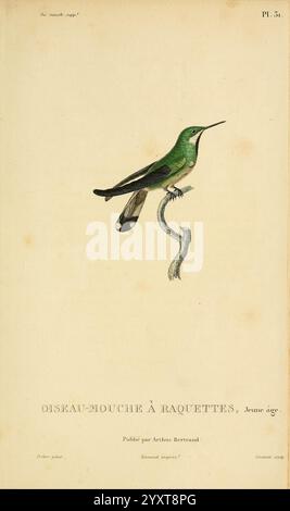 Histoire naturelle des colibris, Paris, Arthus Bertrand, 1830-1832, Kolibris, malerische Werke, Ein wunderschön illustrierter Kolibri, sein leuchtendes Gefieder, das in Grüntönen schimmert, thront anmutig auf einem zarten Zweig. Der Vogel, bekannt als Oiseau-Mouche à Raquettes, weist charakteristische Merkmale wie einen schlanken Körper und langgezogene Schwanzfedern auf, die zu seinem markanten Aussehen beitragen. Detaillierte Anmerkungen enthalten den Artennamen Junior âge zusammen mit der Unterschrift des Illustrators Arthur Berraund. Die Komposition unterstreicht elegant die komplizierte Schönheit dieser Kreatur Stockfoto